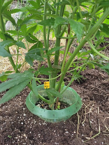 Growreport Bild 30