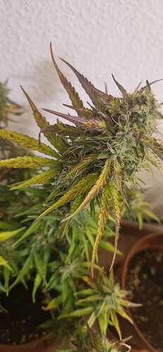 IMG-20240919-WA0003