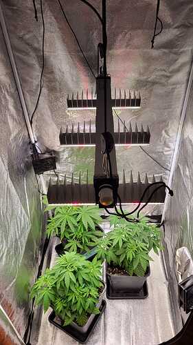 Growreport Bild 39