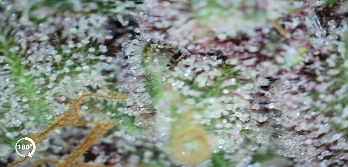 Growreport Bild 31
