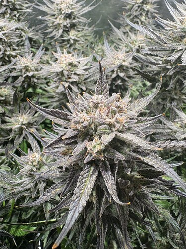 Growreport Bild 16