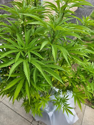 Growreport Bild 5