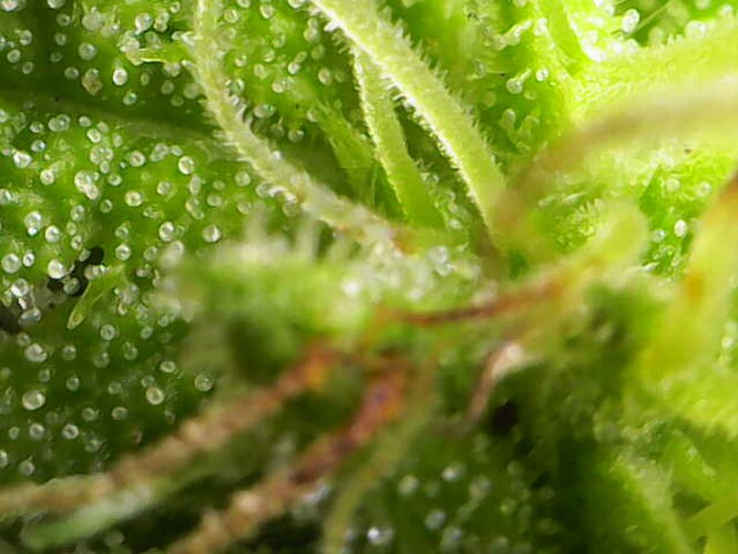 Growreport Bild 3