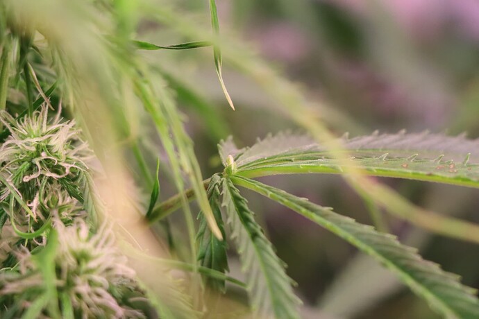 Growreport Bild 7