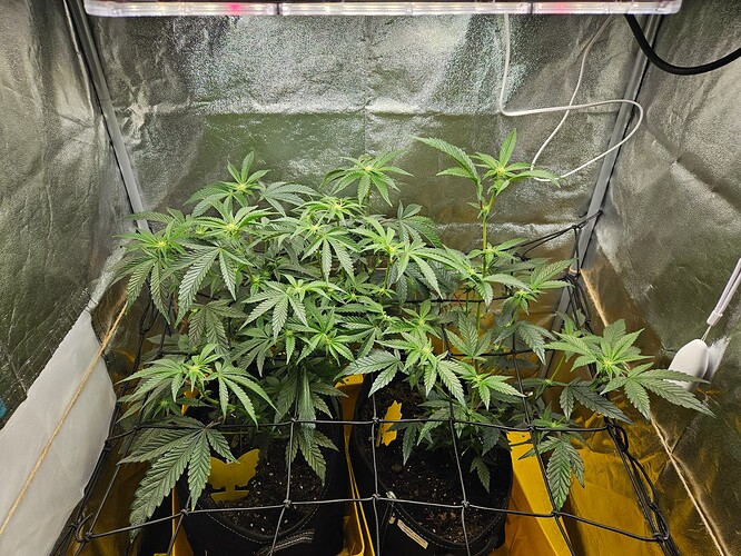 Growreport Bild 4