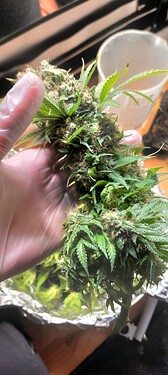 Growreport Bild 8