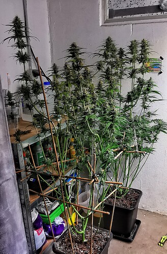 Growreport Bild 9