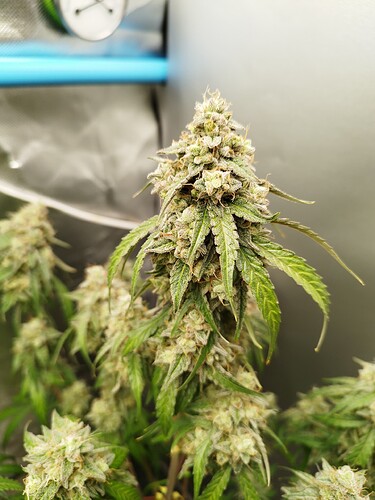Eine Nahaufnahme einer blühenden Cannabispflanze mit dichten, harzigen Blütenständen und grünen Blättern.