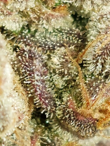 Growreport Bild 1