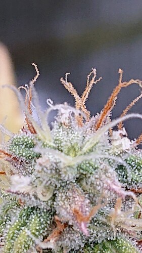 Growreport Bild 30