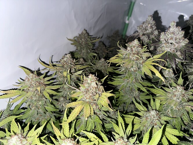 Growreport Bild 34
