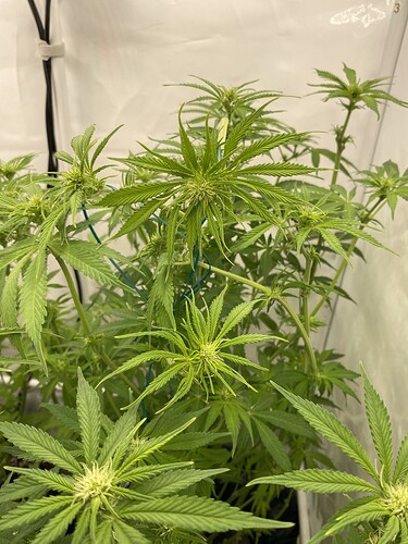 Growreport Bild 6