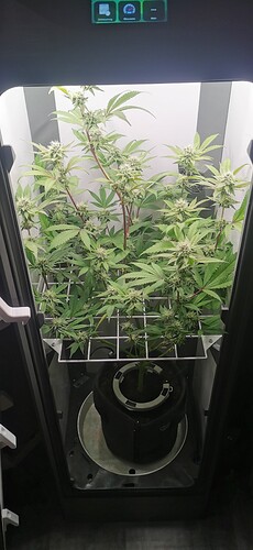 Growreport Bild 1