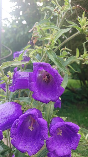 Growreport Bild 67