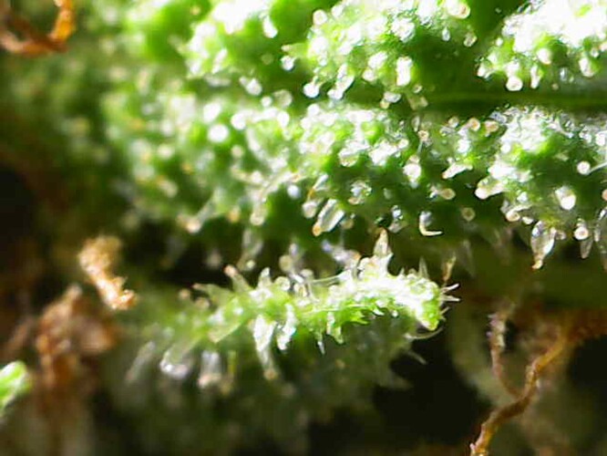 Growreport Bild 40