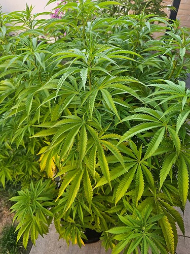 Growreport Bild 7