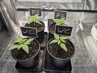 IMG_20250306_110916_791