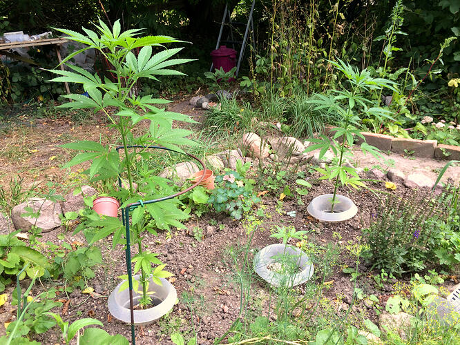 Grow26_0714_12