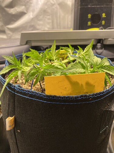 Growreport Bild 57