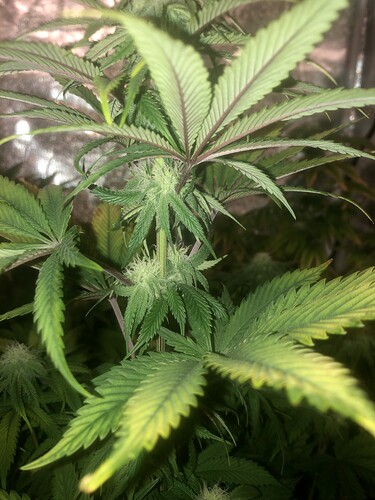 Growreport Bild 4