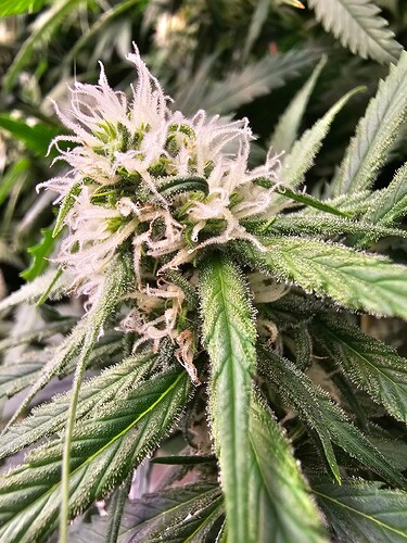 Growreport Bild 6