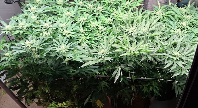 Growreport Bild 6