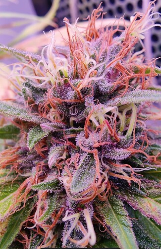 Growreport Bild 7