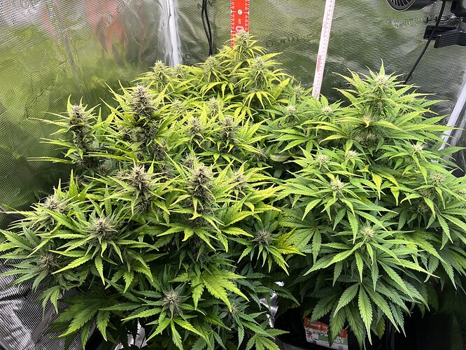 Growreport Bild 16