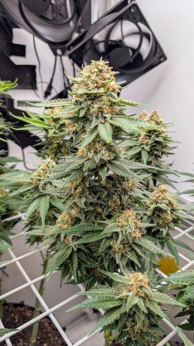 Growreport Bild 24