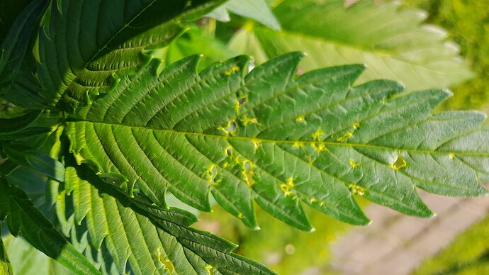 Growreport Bild 7