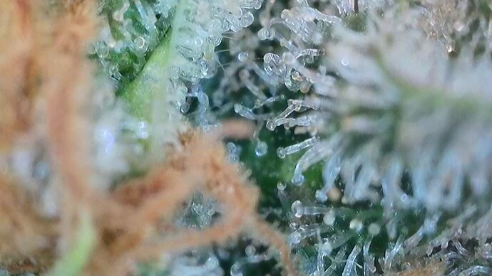 Growreport Bild 4
