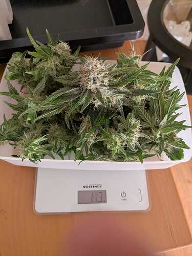 Growreport Bild 2