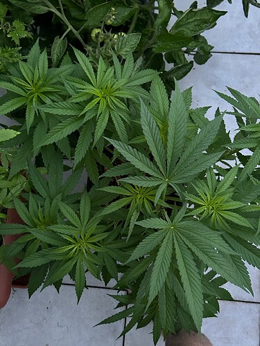 Growreport Bild 16