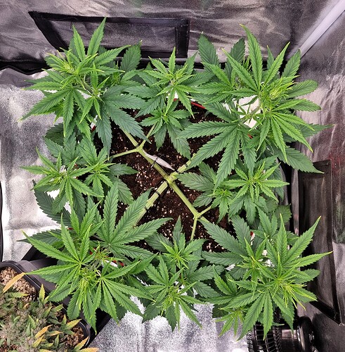 Growreport Bild 25