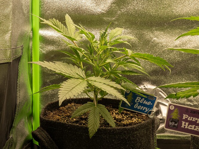 Growreport Bild 52