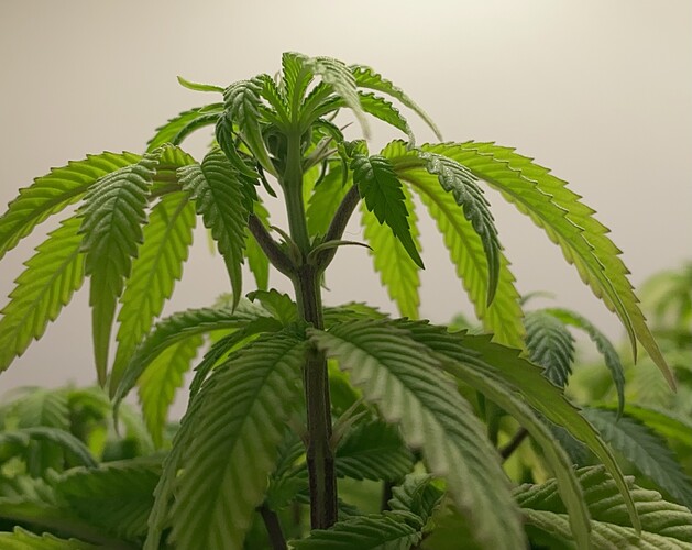 Growreport Bild 3