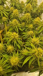 Growreport Bild 113