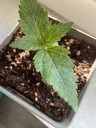 Growreport Bild 2