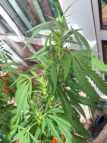 Growreport Bild 5
