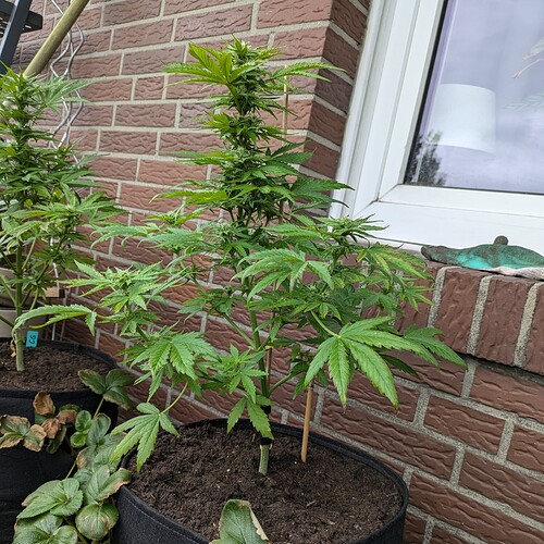 PXL_20240703_105941752