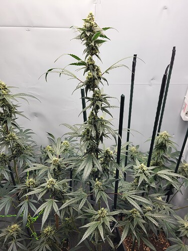 Growreport Bild 4
