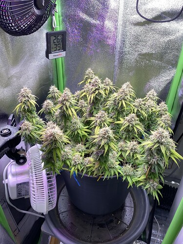 Growreport Bild 4