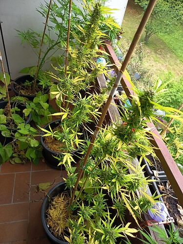 Growreport Bild 5