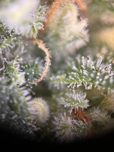 Growreport Bild 1