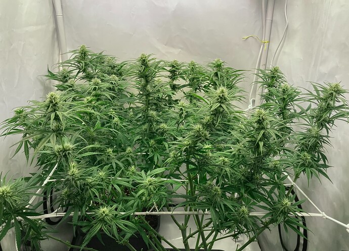 Growreport Bild 8