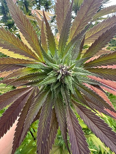 Growreport Bild 10