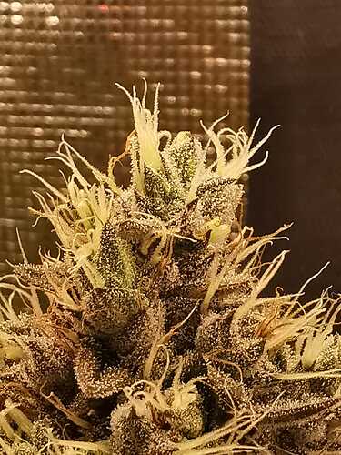 Growreport Bild 17