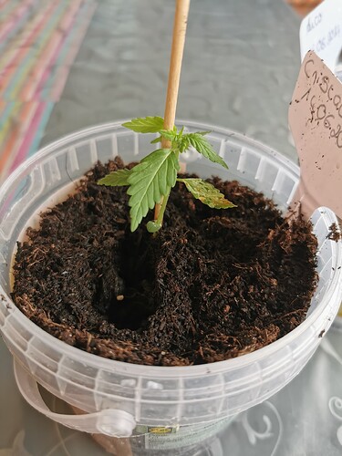 Growreport Bild 6