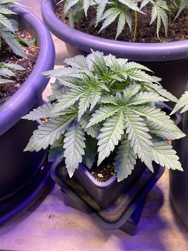 Growreport Bild 13