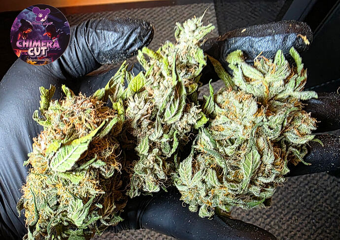 Growreport Bild 86